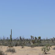 Lots of desert. Velká poušt : Baja2011